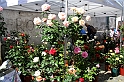 Festa delle rose_55